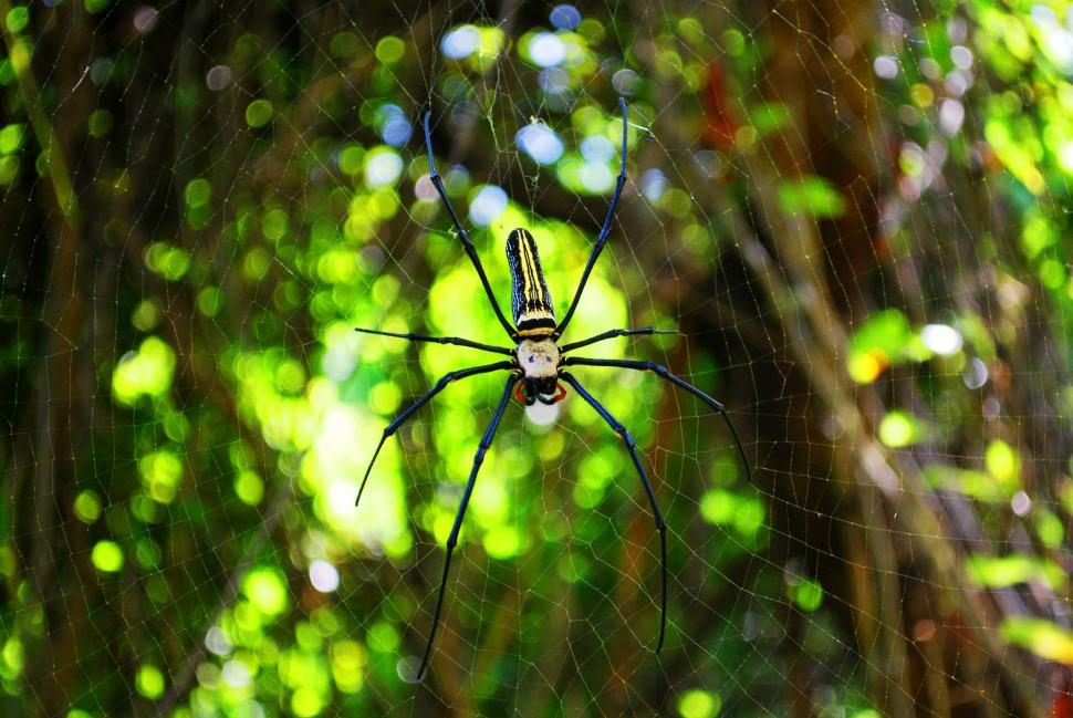 Free Image of Black and White Spider on Web 