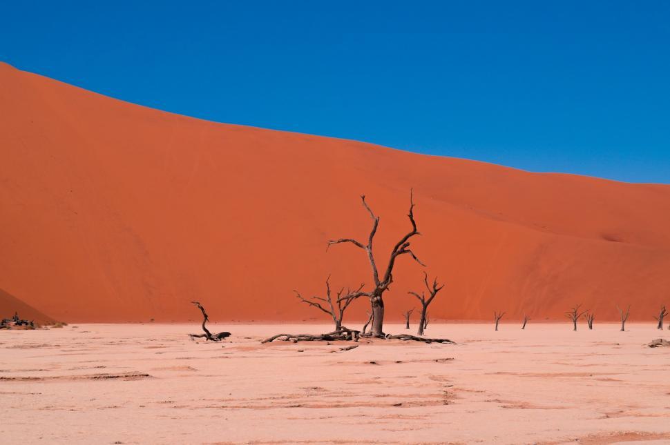 Free Image of Group of Dead Trees in Desert 