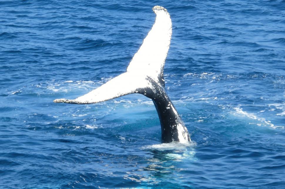 Free Image of Whale Tail Flips Out of the Water 