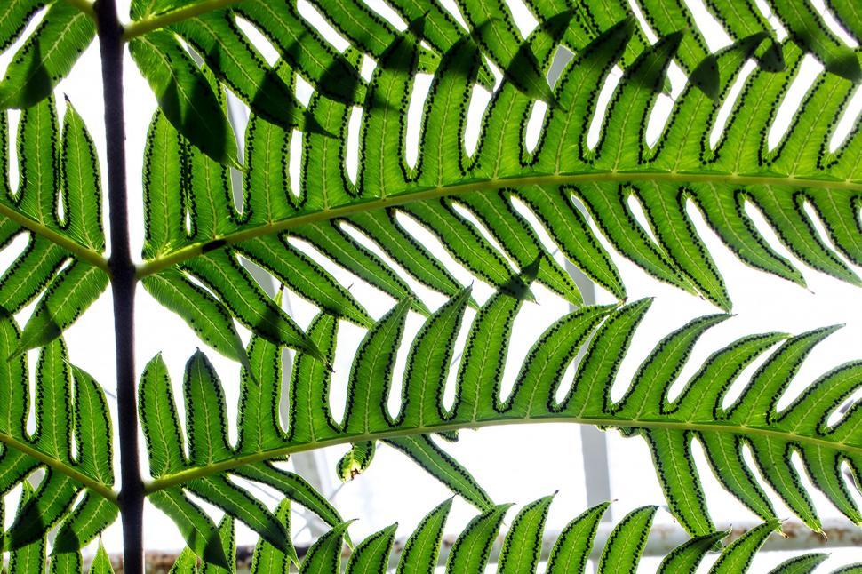 Free Image of Large Green Leaf Close Up 