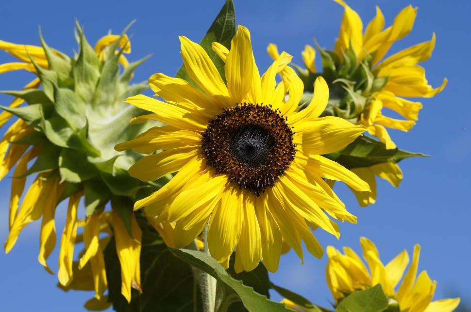 Free Image of Close Up of Sunflower With Blue Sky Background 