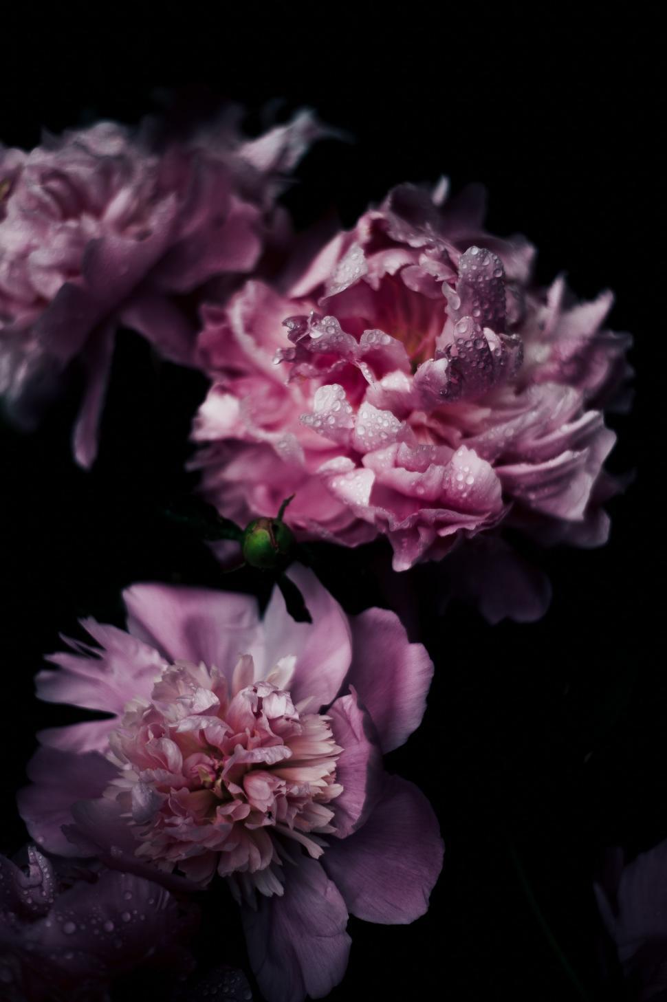Free Image of Three Pink Flowers With Water Droplets 