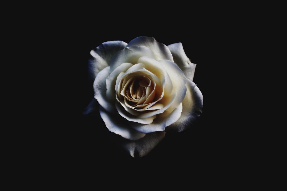 Free Image of Single White Rose on Black Background 
