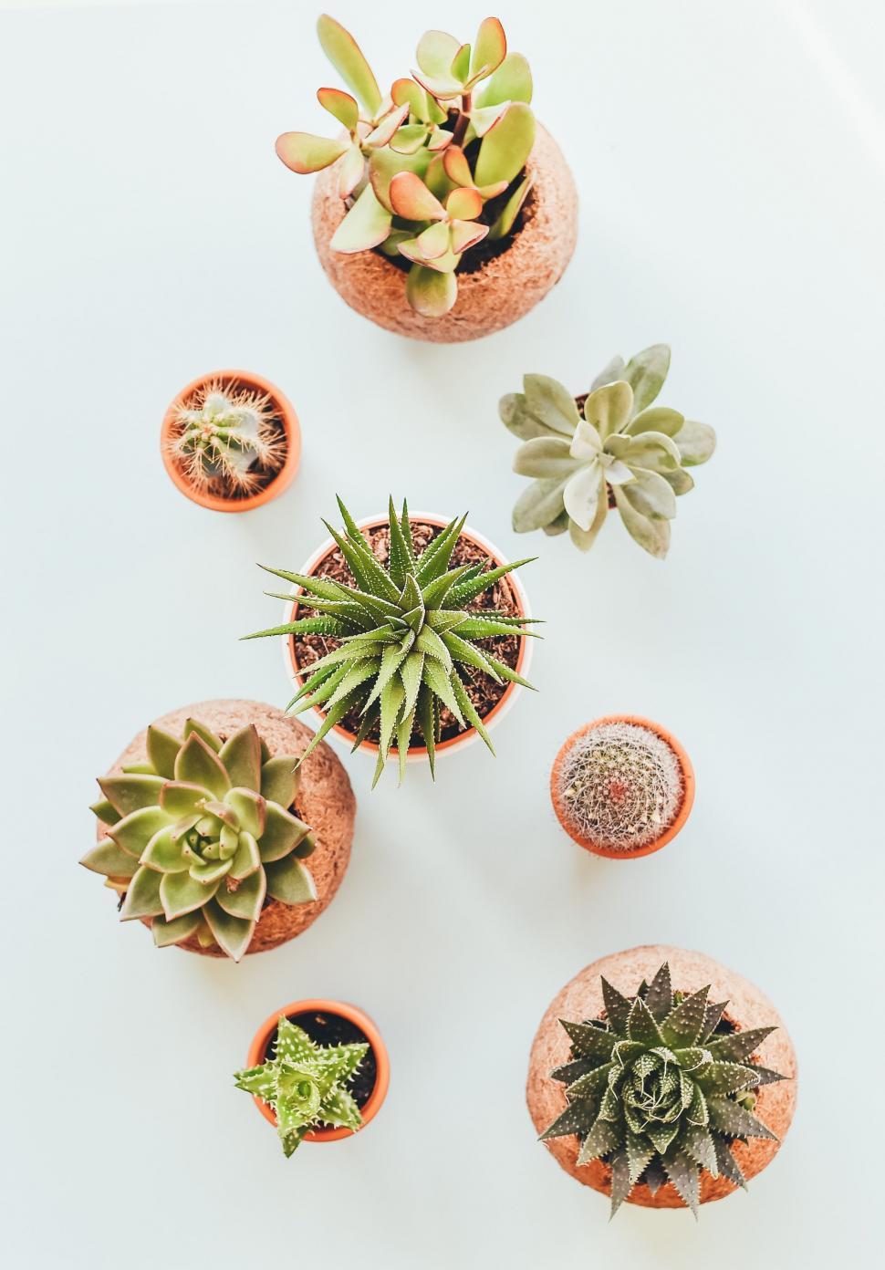 Free Image of Group of Succulents Stacked Together 