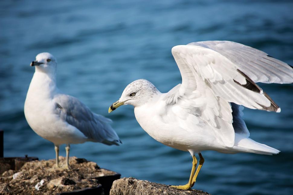 Free Image of Two Seagulls Standing on a Rock Near the Water 