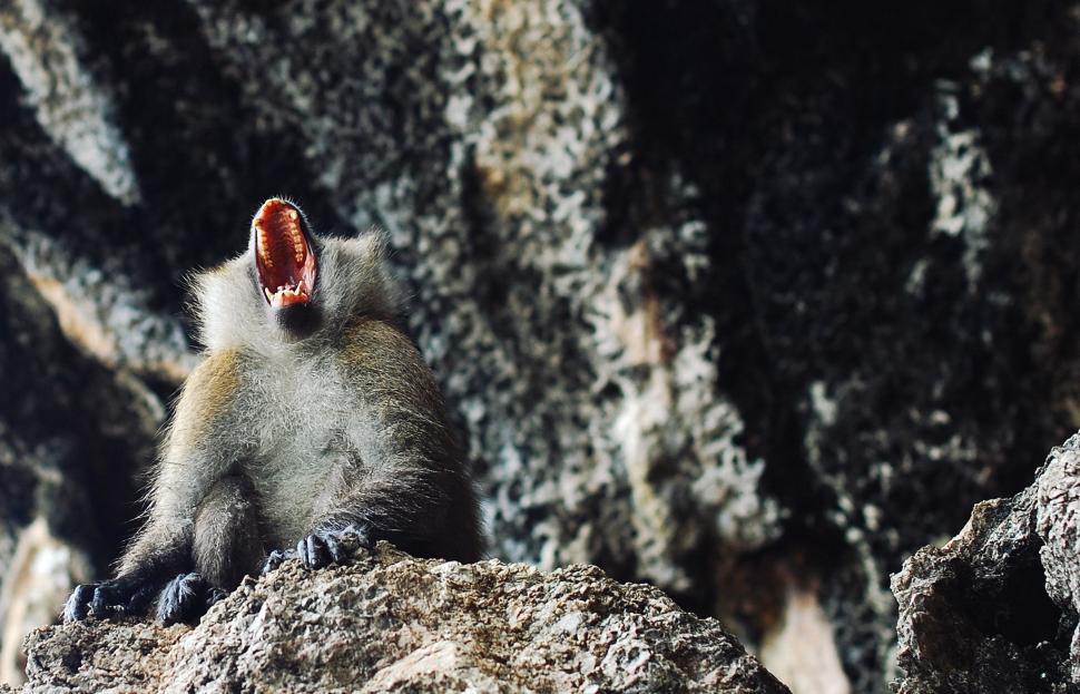 Free Image of Monkey With Mouth Open on Rock 