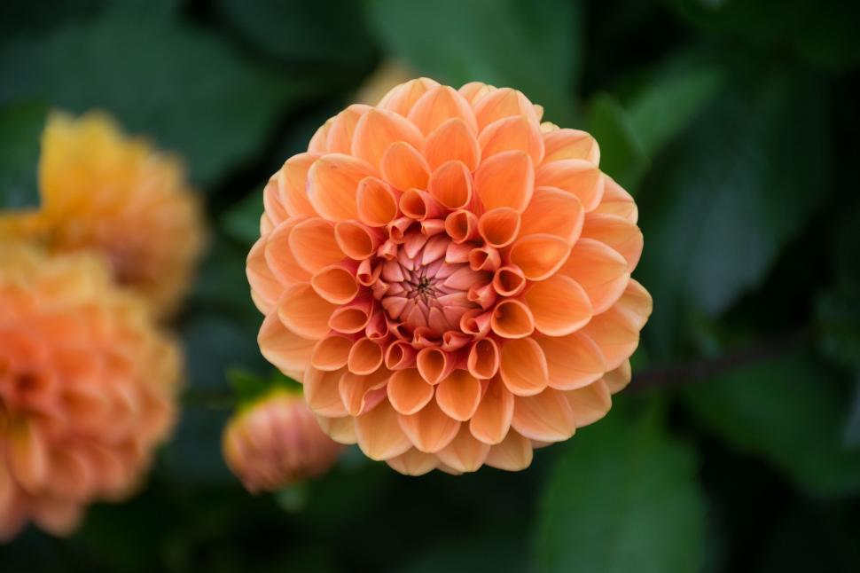 Free Image of Close-Up of an Orange Flower With Leaves in Background 