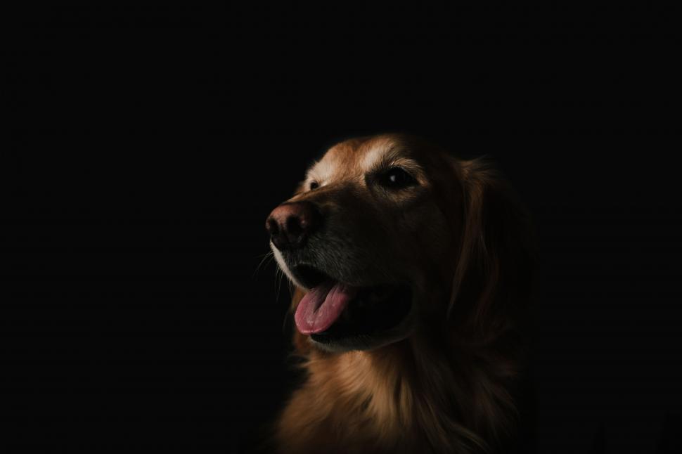 Free Image of Dog in the Dark With Tongue Out 
