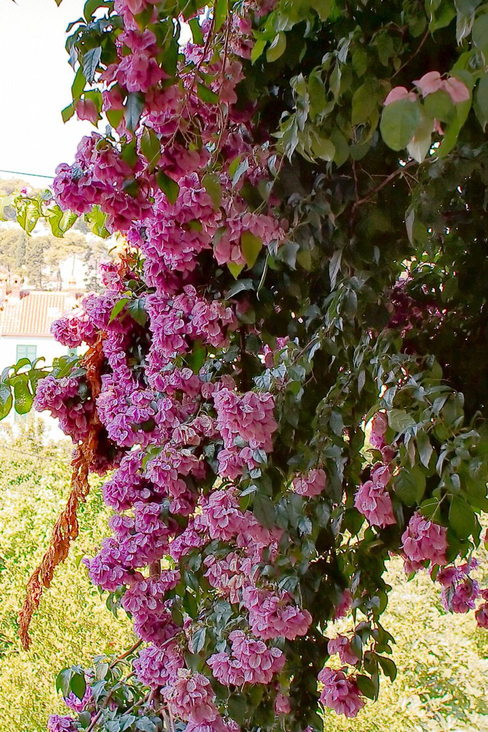 Free Image of Purple flowers 