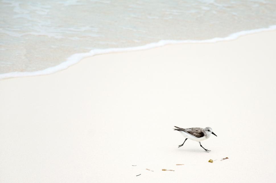 Free Image of Small Bird Walking Along Beach by the Ocean 
