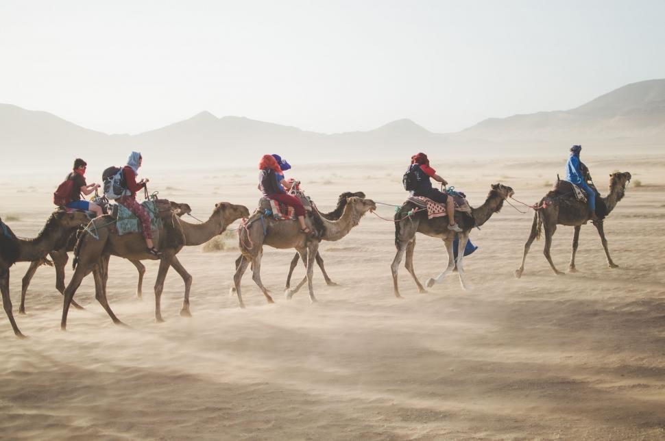 Free Image of Group of People Riding on the Backs of Camels 