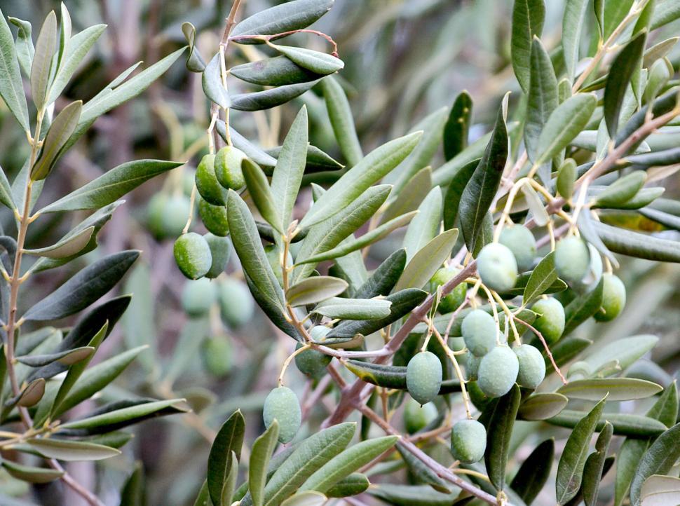 Free Image of Olives 