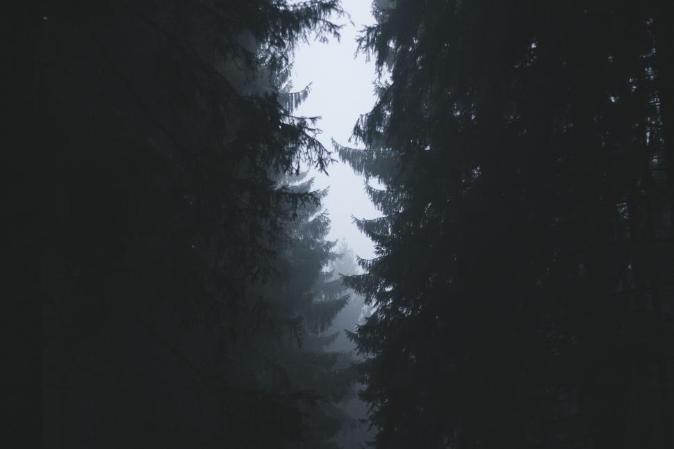 Free Image of Dark Forest Landscape in Black and White 