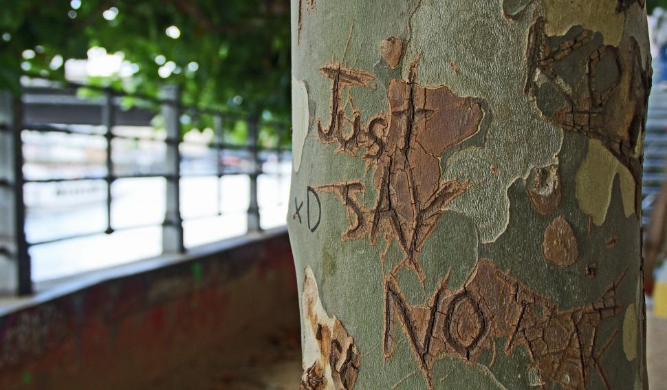 Free Image of Close Up of Tree With Graffiti 