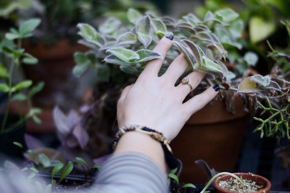 Free Image of Womans Hand Reaching for Plant in Pot 