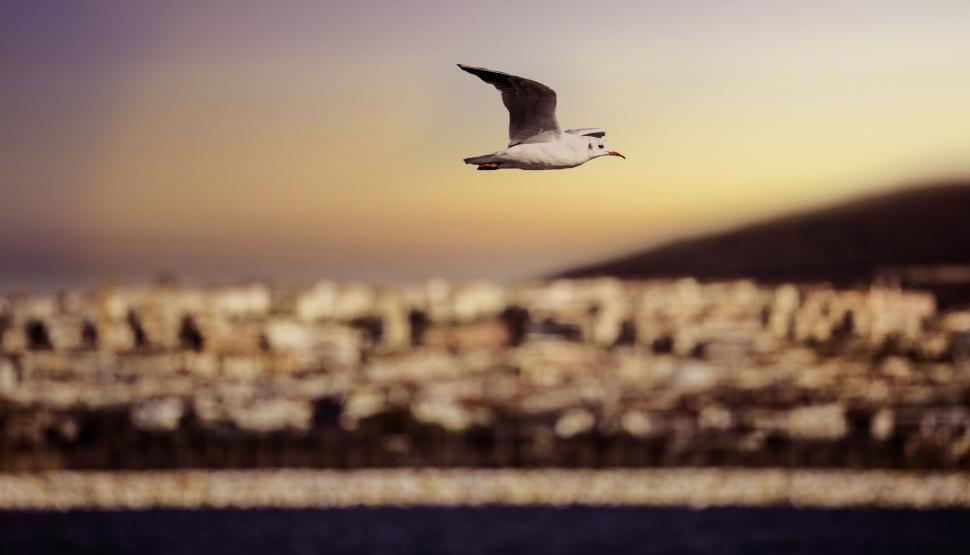 Free Image of Seagull Flying Over City at Sunset 