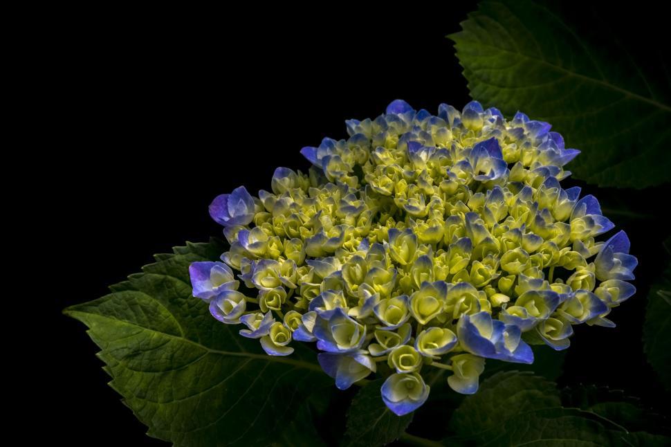 Free Image of Close Up of a Blue and Yellow Flower 
