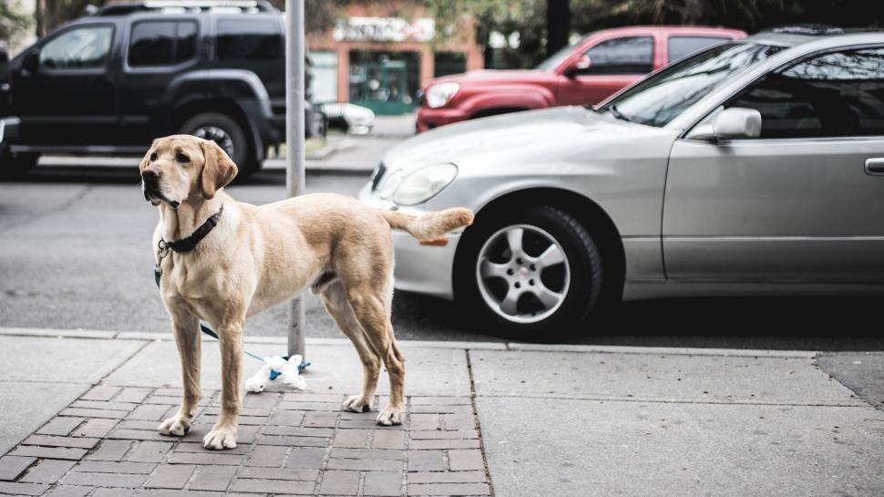 Free Image of Dog Standing on Sidewalk Next to Car 