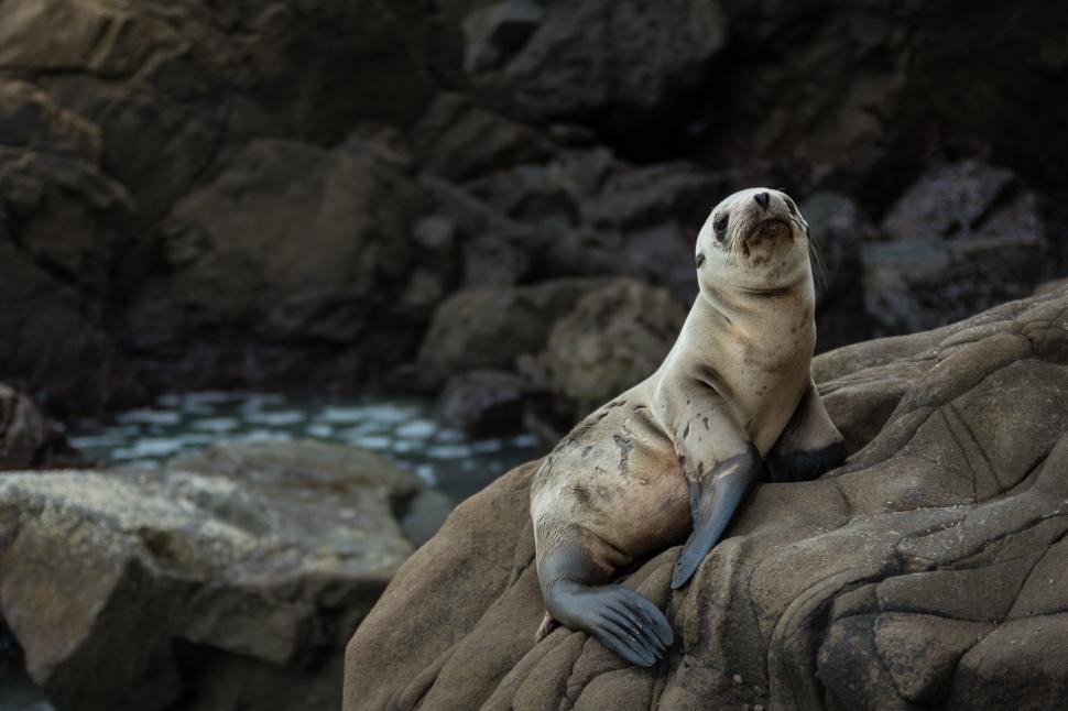 Free Image of Seal Resting on Rock by Water 