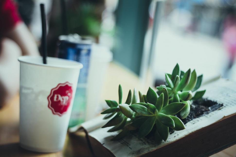 Free Image of A Cup of Coffee Beside a Succulent 