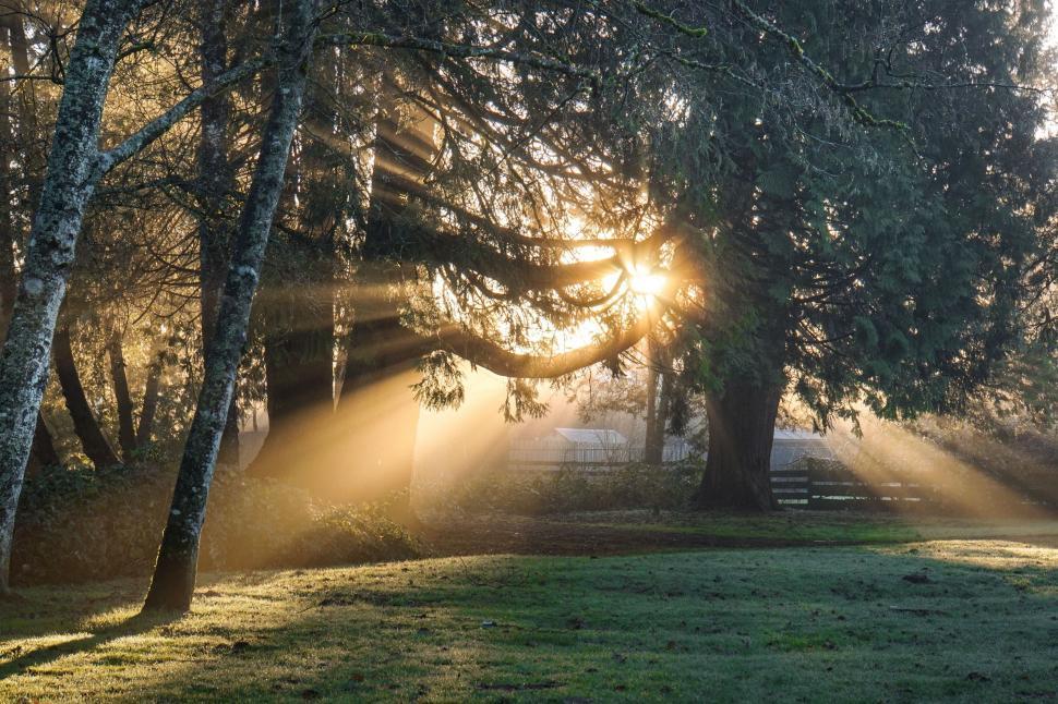 Free Image of Sun Shining Through Trees in Park 