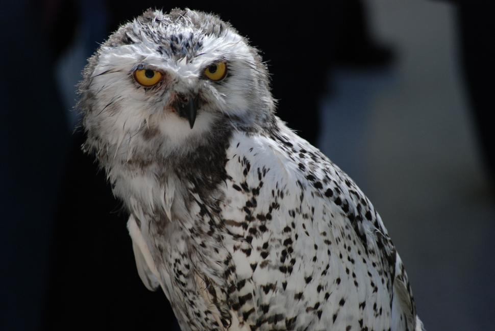 Free Image of Close Up of an Owl With Yellow Eyes 
