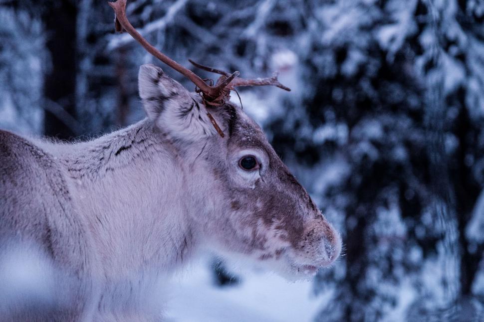 Free Image of Close Up of a Deer in the Snow 