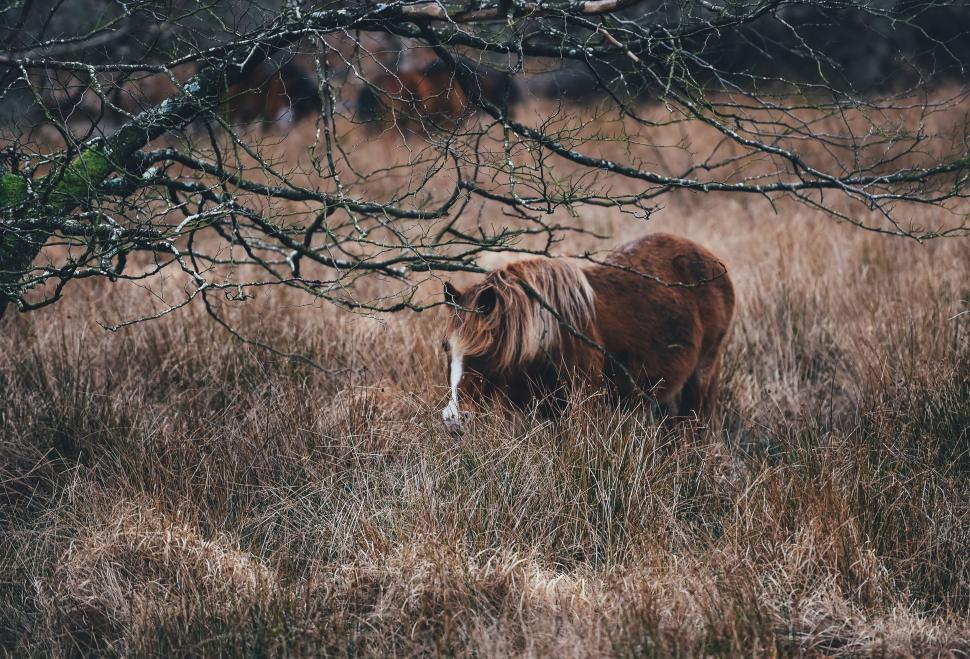 Free Image of Brown Horse Standing in Field Next to Tree 