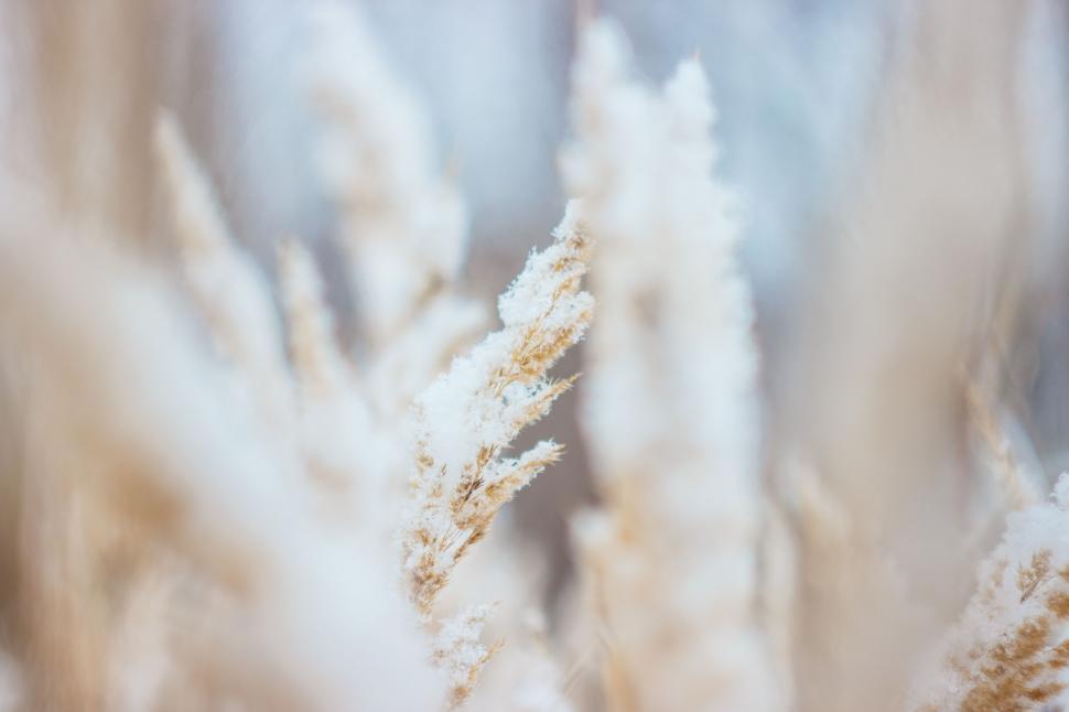 Free Image of Blurry Plant Covered in Snow 