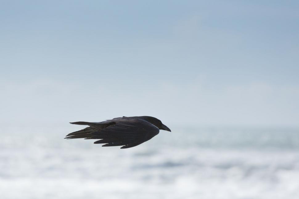 Free Image of Majestic Black Bird Soaring Across the Sky 