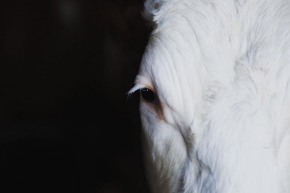 Free Image of Close Up of White Cow on Black Background 