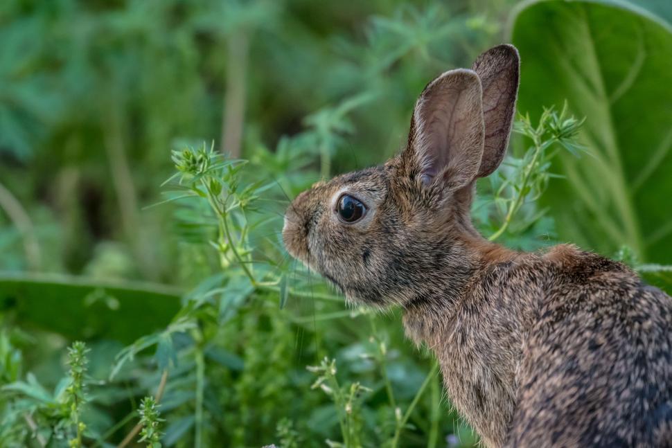 Free Image of Rabbit Grazing in Grass Field 