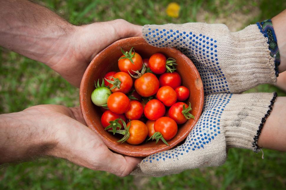Free Image of Person Holding a Bowl of Tomatoes 