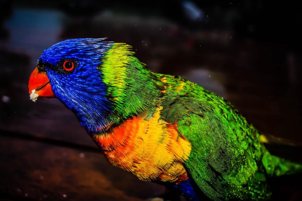Free Image of Colorful Bird Perched on Tree Branch 