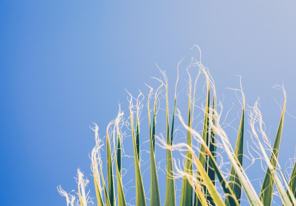 Free Image of Close Up of Palm Tree Against Blue Sky 