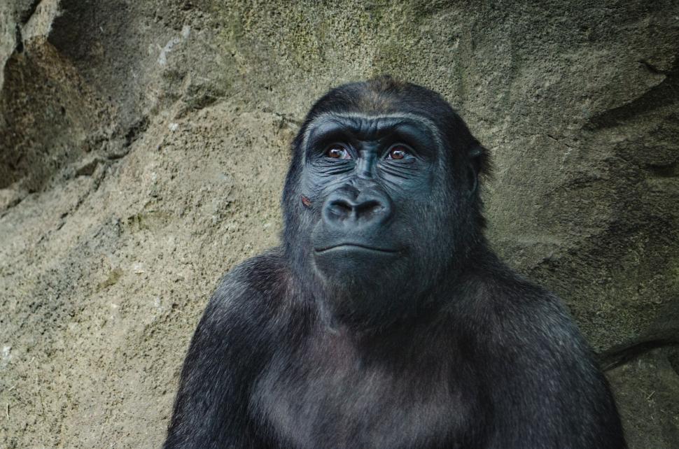 Free Image of Gorilla Standing in Front of Rock Wall 