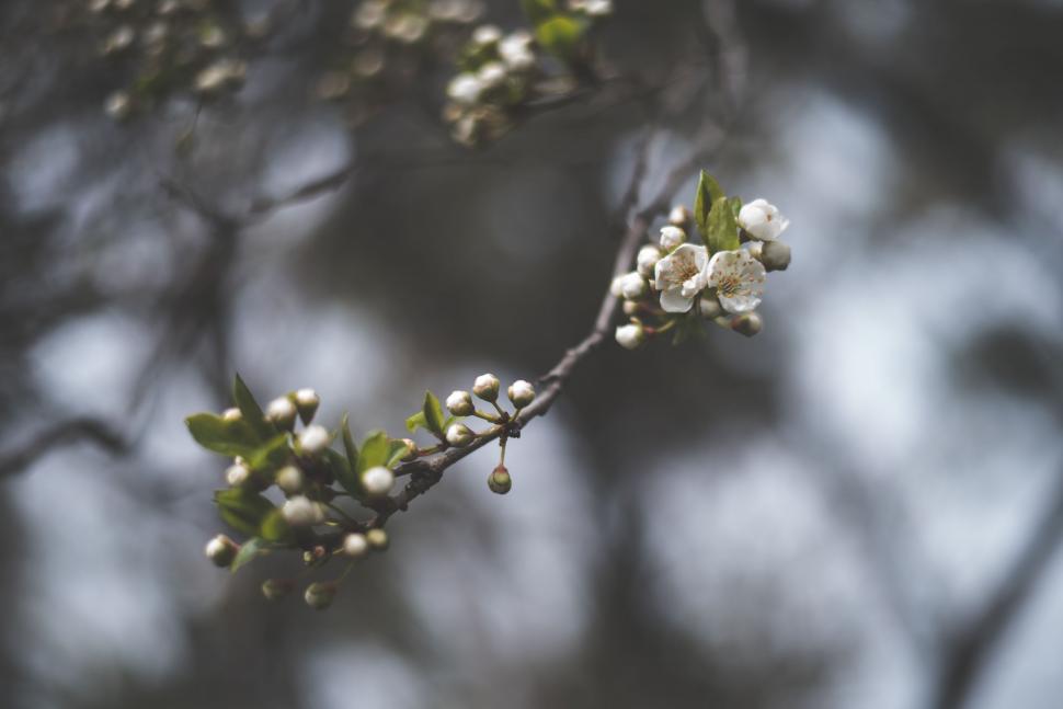 Free Image of Branch With White Flowers and Green Leaves 
