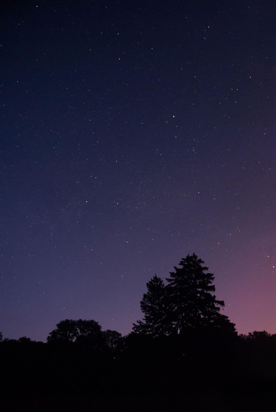 Free Image of Star-Filled Night Sky With Silhouetted Trees 