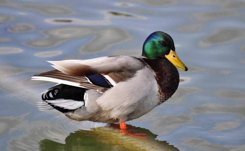 Free Image of Duck Standing on Rock in Water 