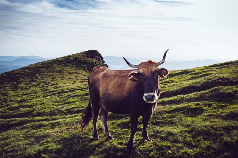 Free Image of Brown Cow Standing on Top of Lush Green Hillside 