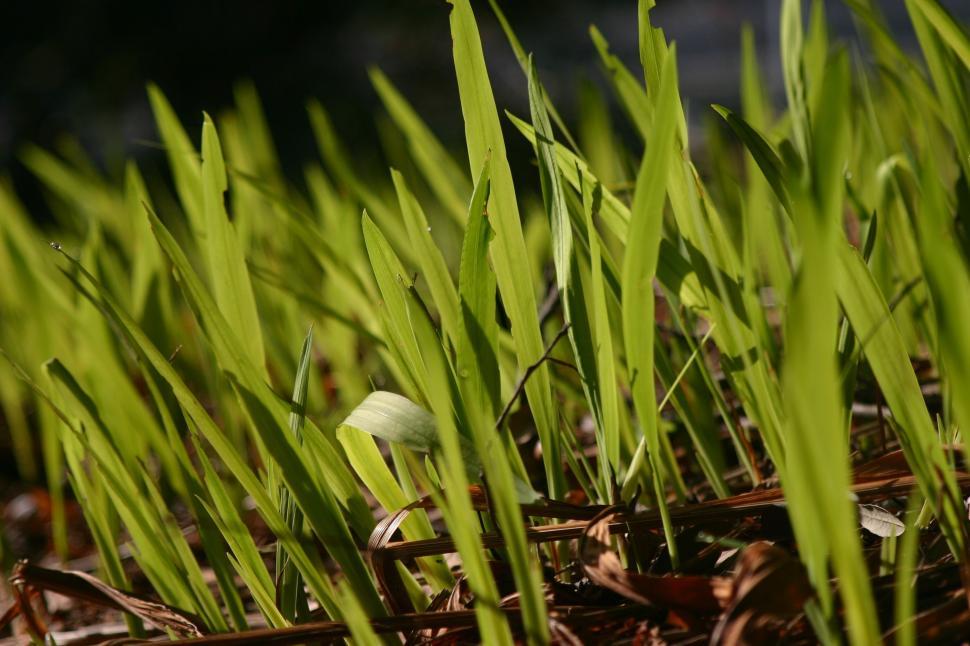 Free Image of Close Up of Green Grass and Dirt 