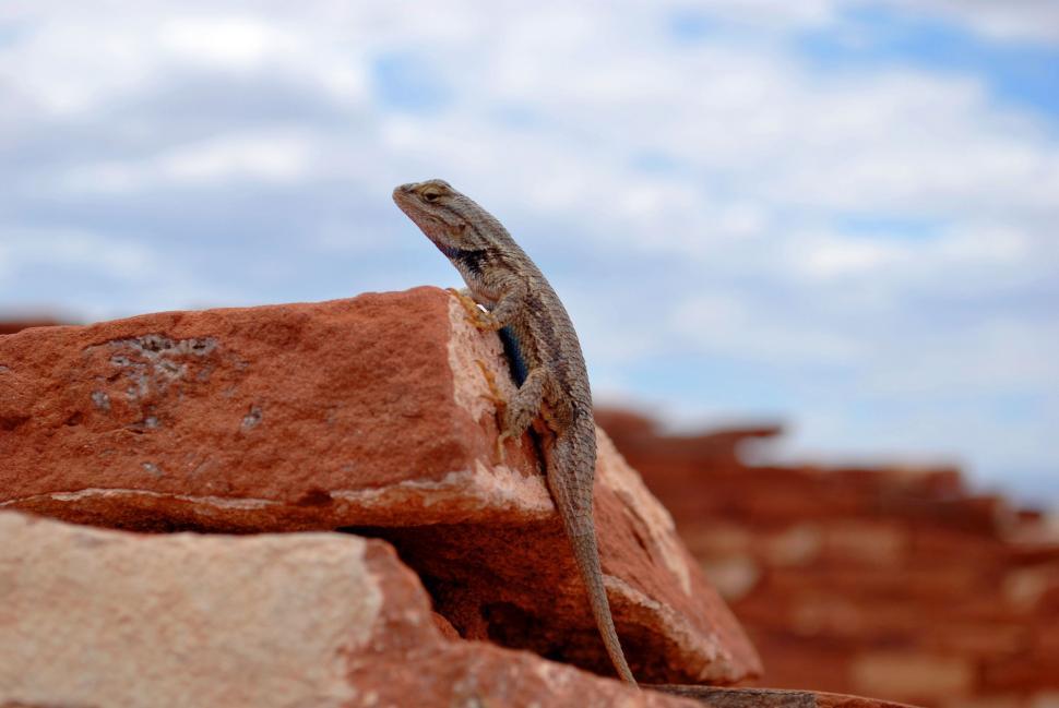 Free Image of Lizard Sitting on Rock in Desert 