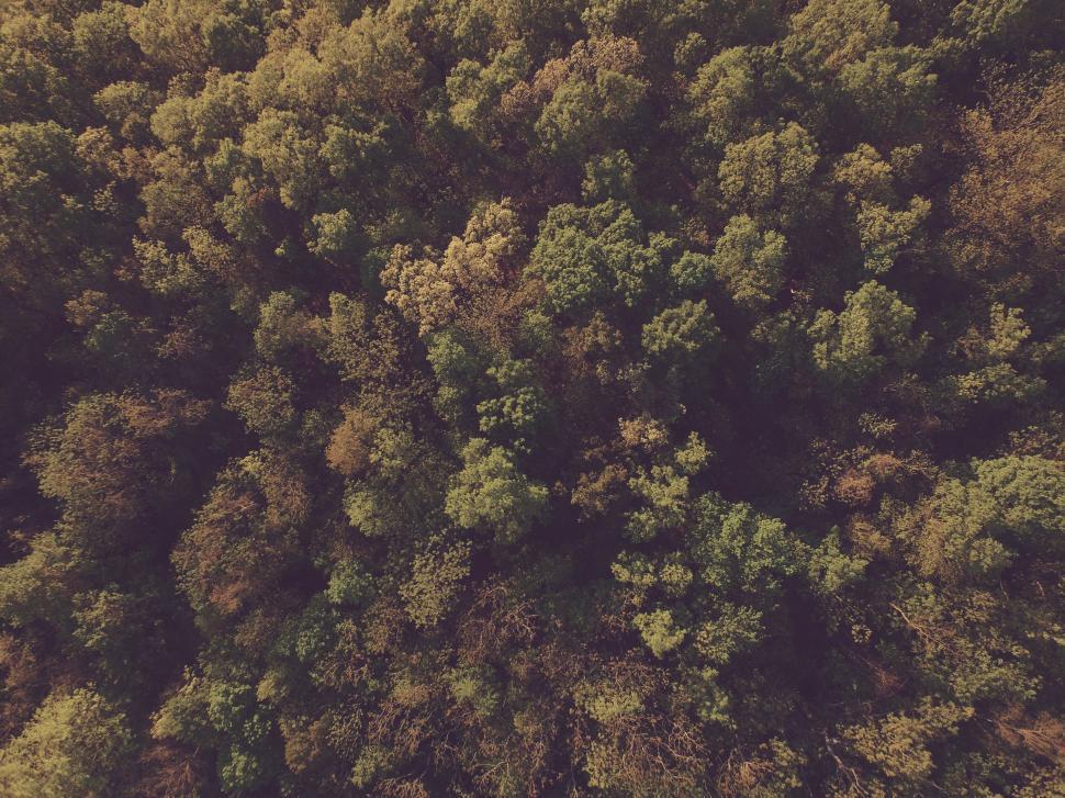 Free Image of Aerial View of Forest With Bench 