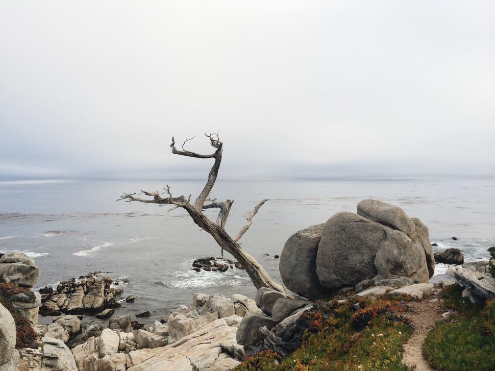 Free Image of Dead Tree Resting on Rocky Beach 