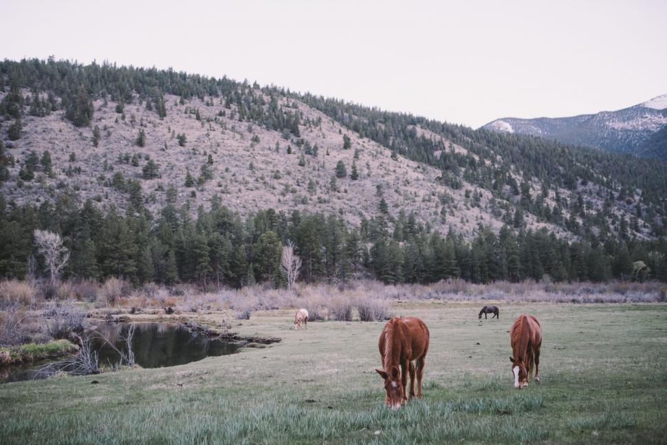 Free Image of Three Horses Grazing in Field With Mountains in Background 