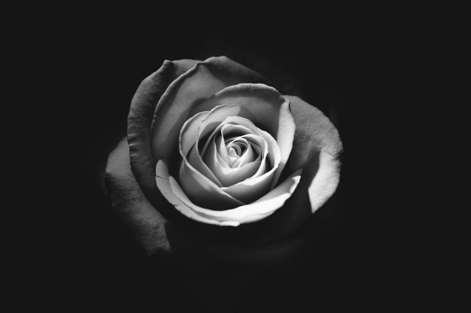 Free Image of Monochrome Rose in Bloom 