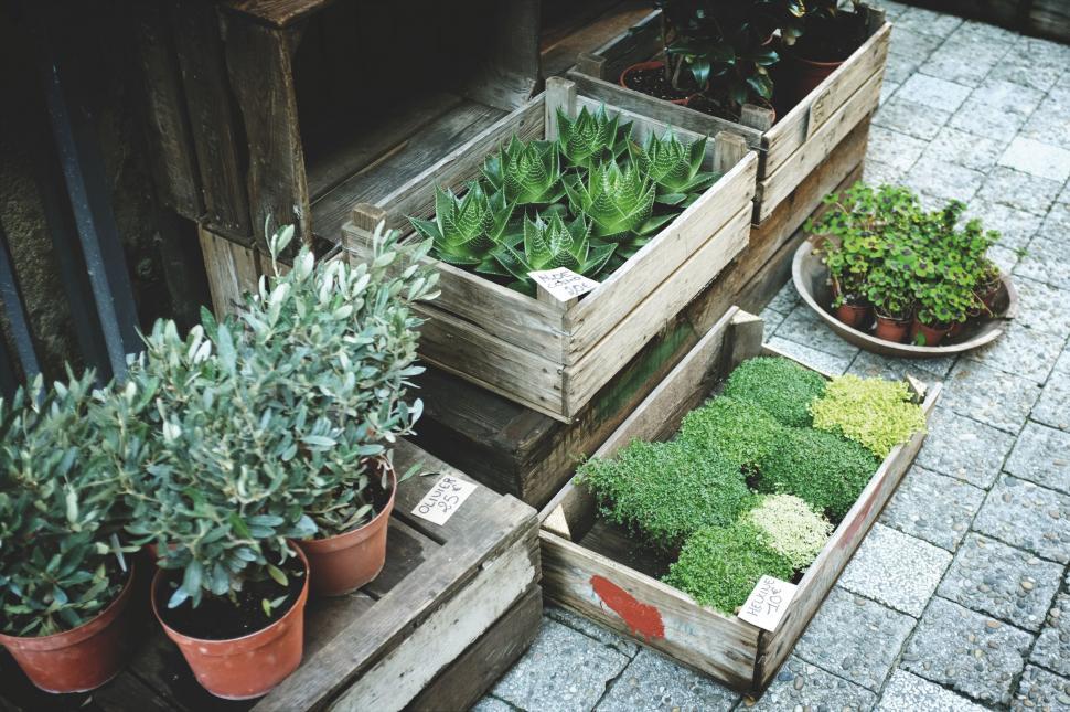 Free Image of Wooden Boxes Filled With Plants 