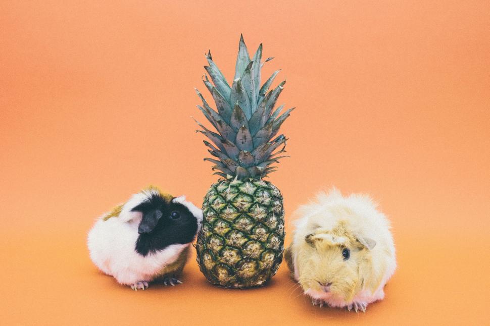 Free Image of Two Guinea Pigs and a Pineapple on an Orange Background 