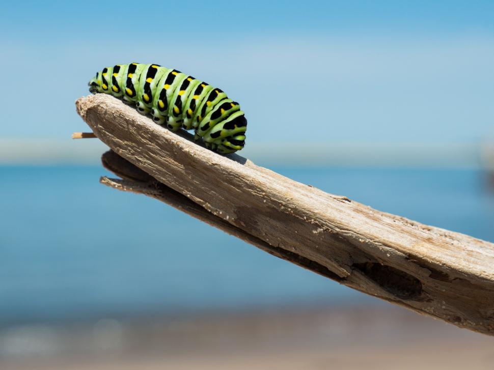 Free Image of Green and Black Caterpillar on Piece of Wood 