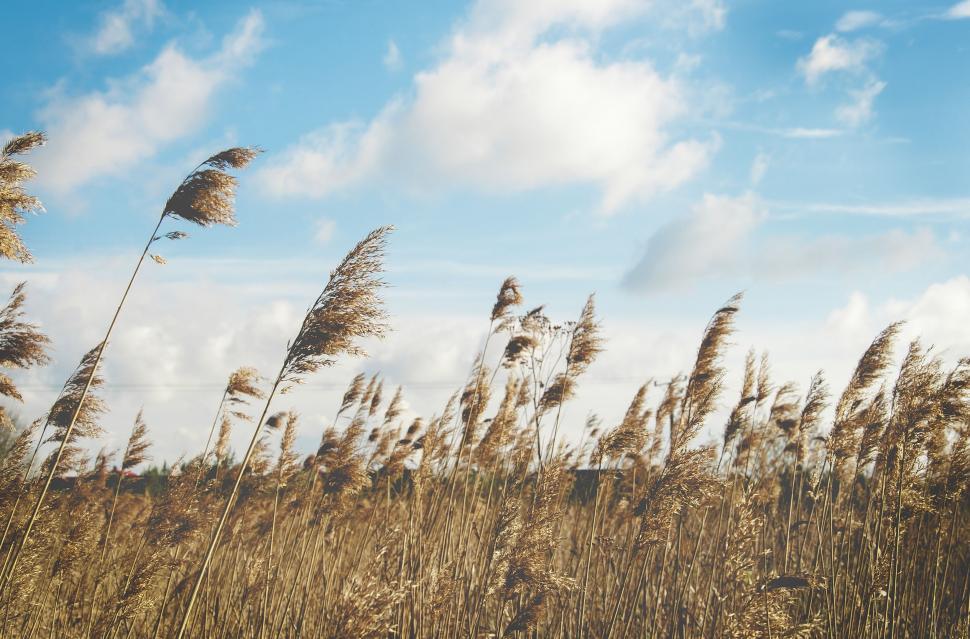 Free Image of Field With Tall Grass Blowing in the Wind 